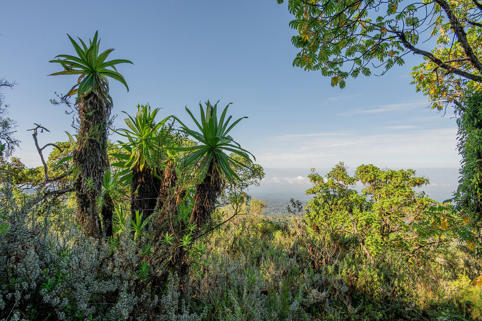 Mount Kenya Op Mount Kenya maakten we een pittige dagwandeling tot een hoogte van 3770 meter via de mooie Naro Moru route. We begonnen in de boszone die overgaat in bamboe en boven de 3000m in heide met unieke afro-alpine vegetatie. Stefan Cruysberghs